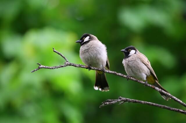 Birds-In-Dallas