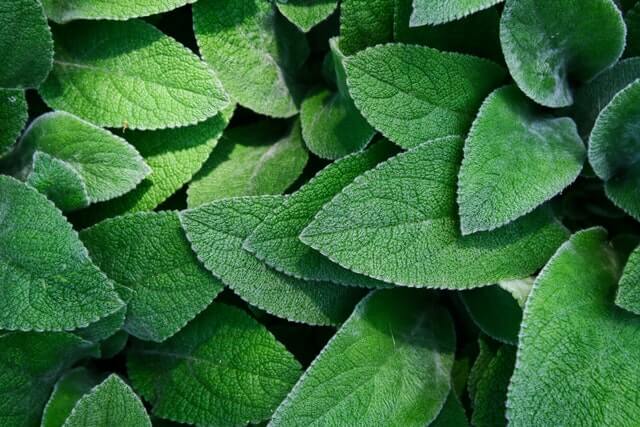 Dallas-Botanical-Gardens-Leaves