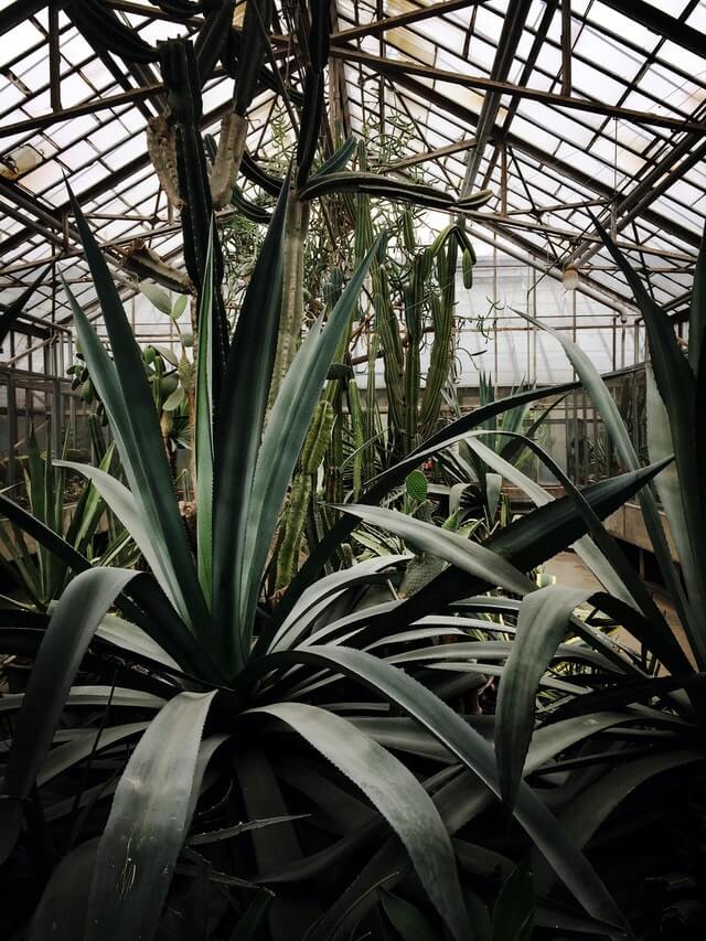 Dallas-Botanical-Gardens