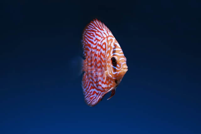 Dallas-World-Aquarium-Fish