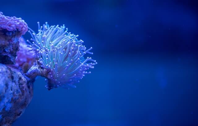 Dallas-World-Aquarium